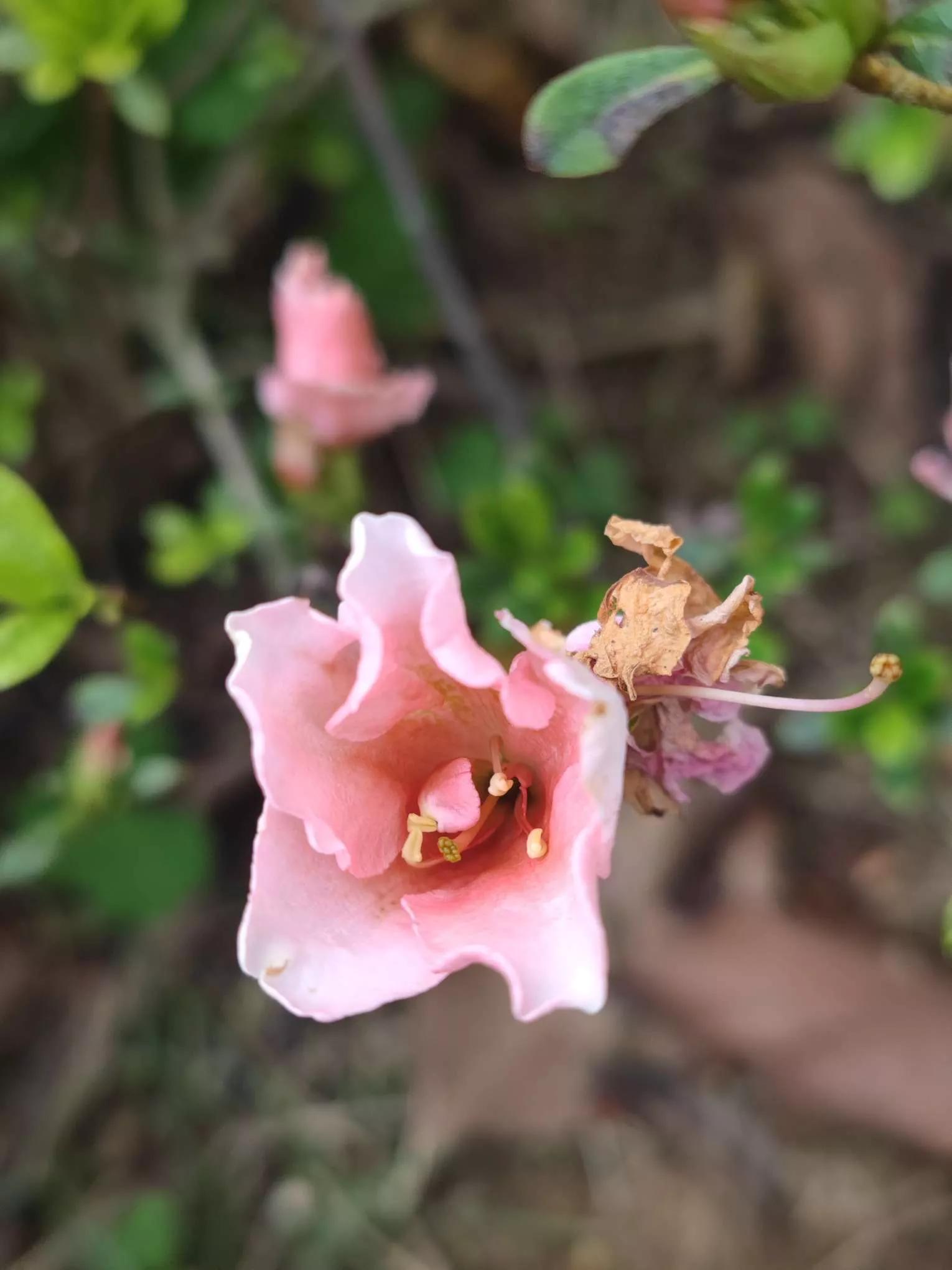 花草种类名称介绍,各种各样的花草名称大全