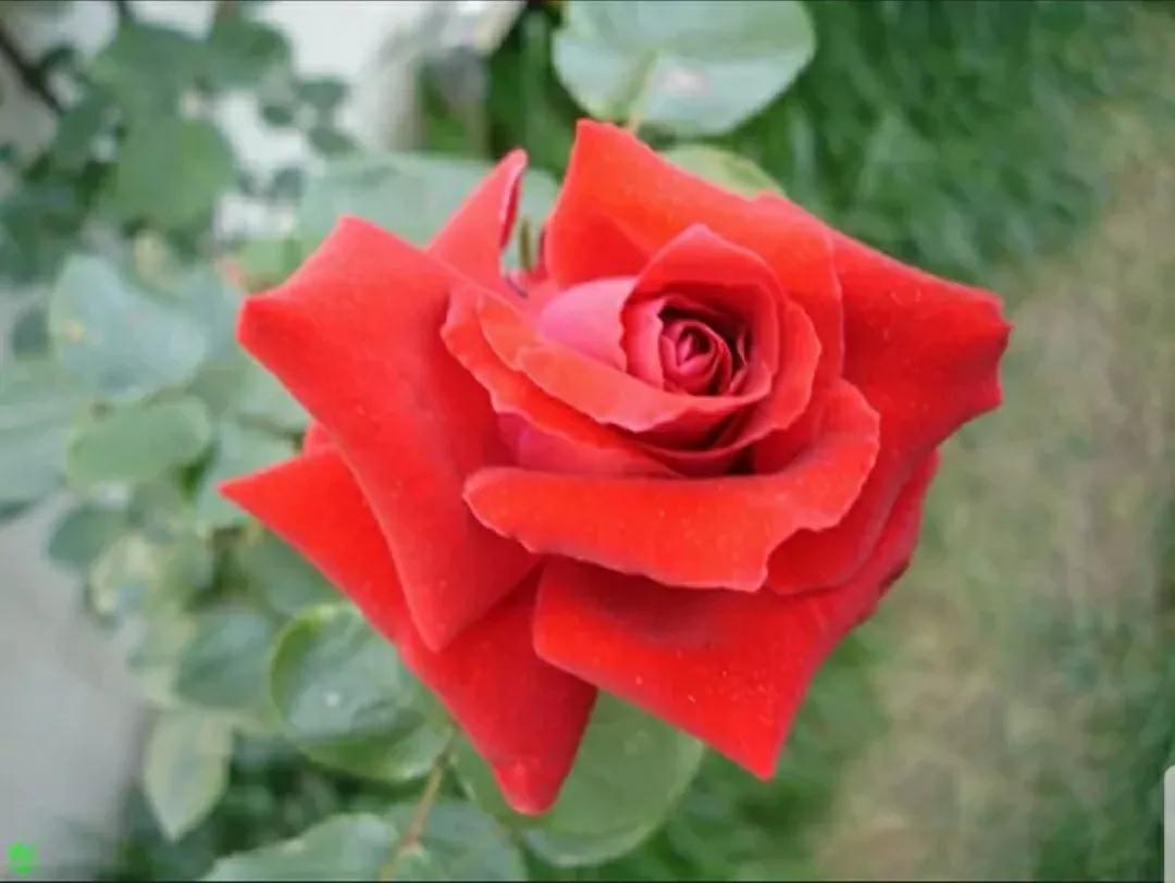 月季玫瑰蔷薇三姐妹的区别,月季蔷薇和玫瑰哪个更好看