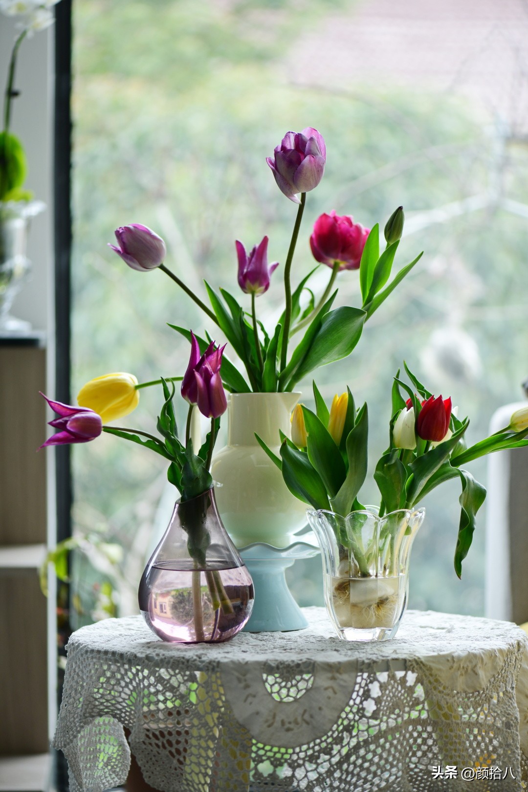 河马花园最耐阴植物,最漂亮的花园里的郁金香