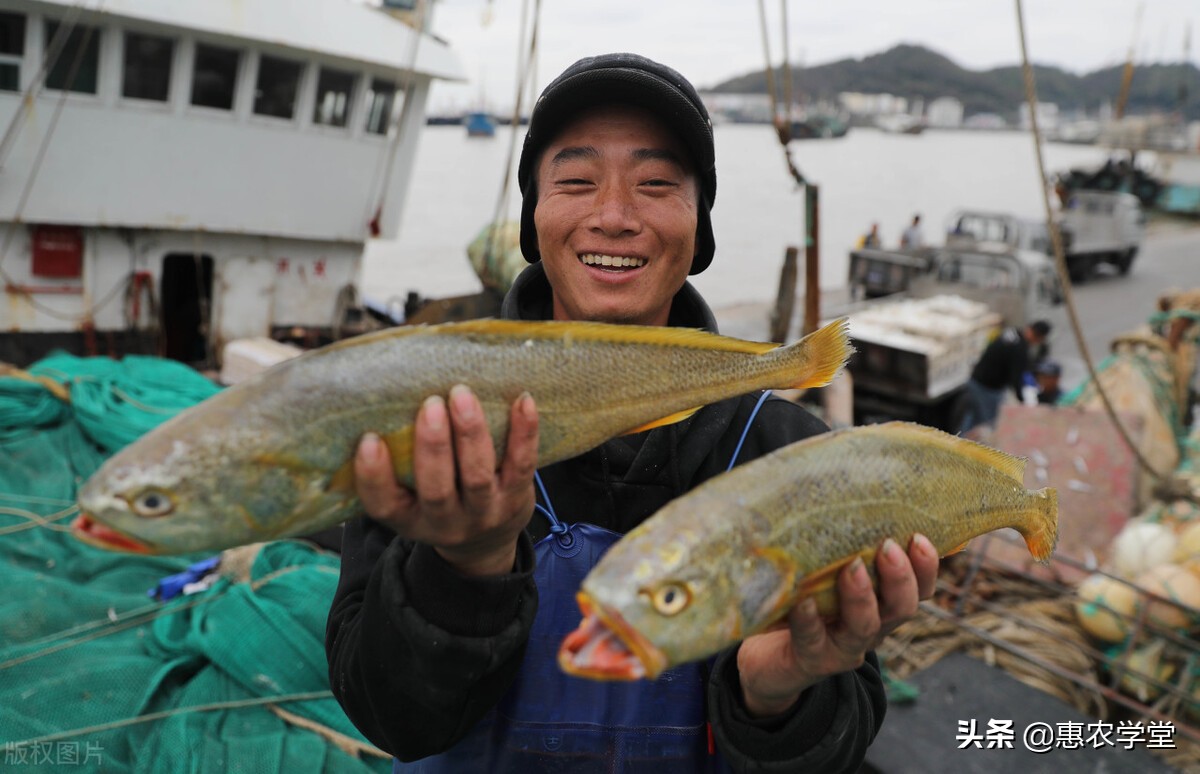 为什么黄鱼和黄花鱼价格差那么多,目前黄鱼多少钱一斤