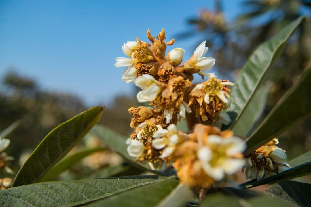 太湖西山岛冬季旅游攻略,苏州太湖西山岛有什么玩的