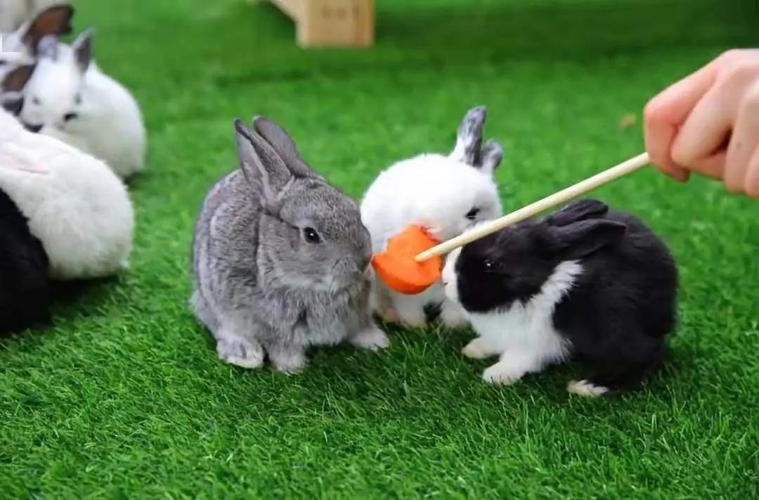 鼓浪屿可以当天预订船票攻略 (鼓浪屿还有免费的船票吗)