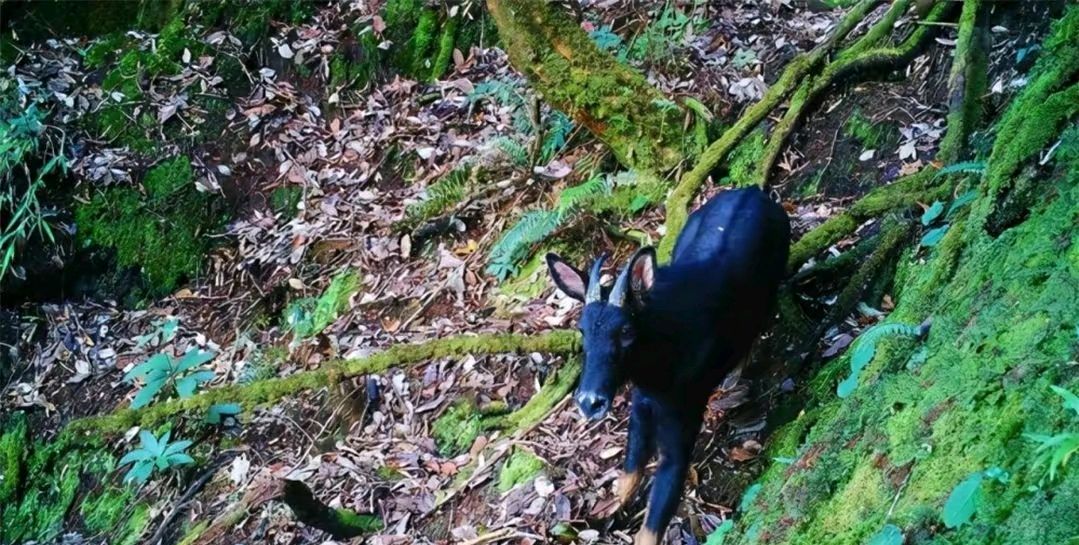 湖北省天马,湖北出现多只神兽天马