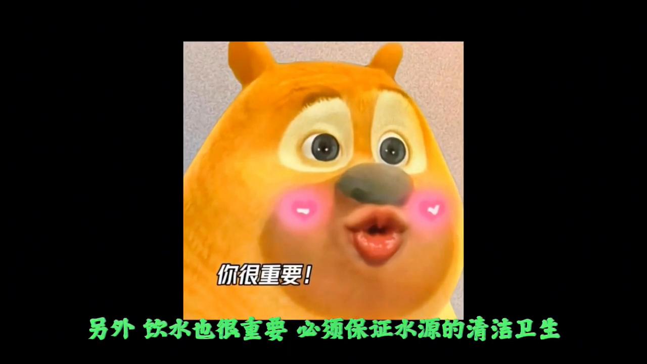 育肥羊快速育肥有方法,肉羊育肥的黄金9条关键技术