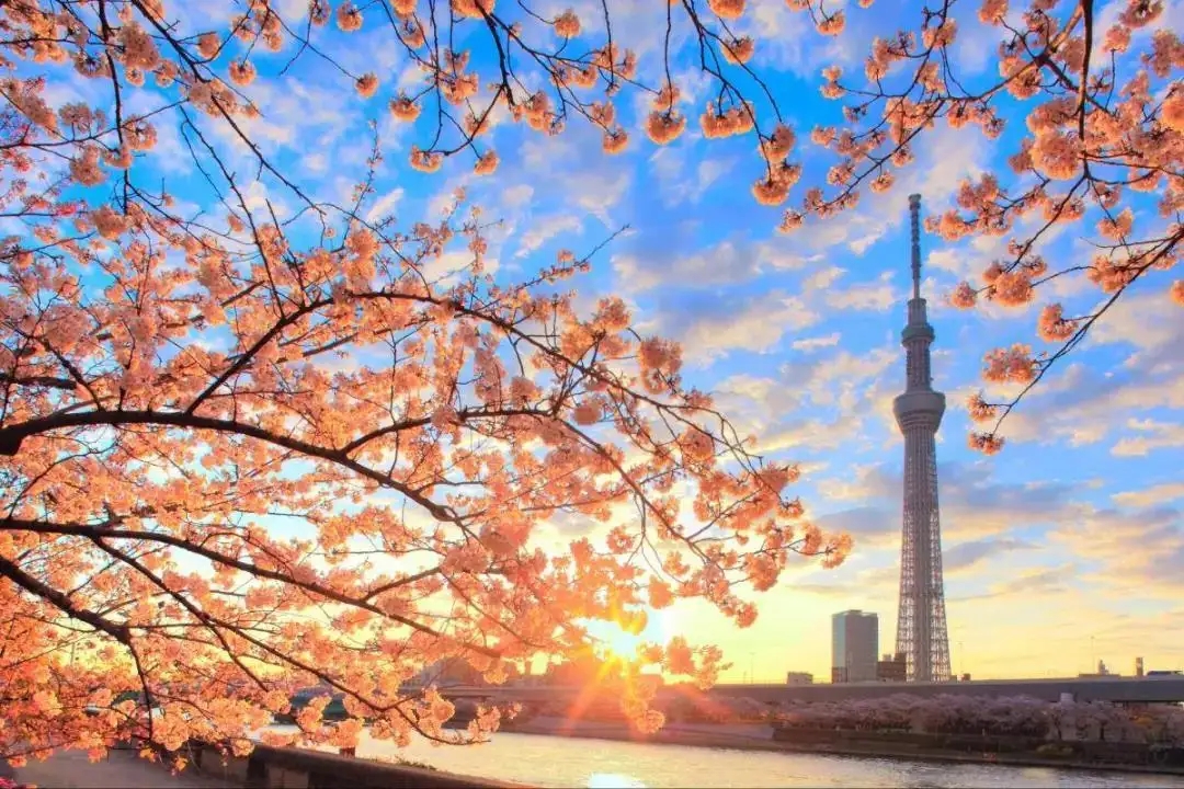 高中学历动漫专业有前途吗,日本动漫专业就业前景