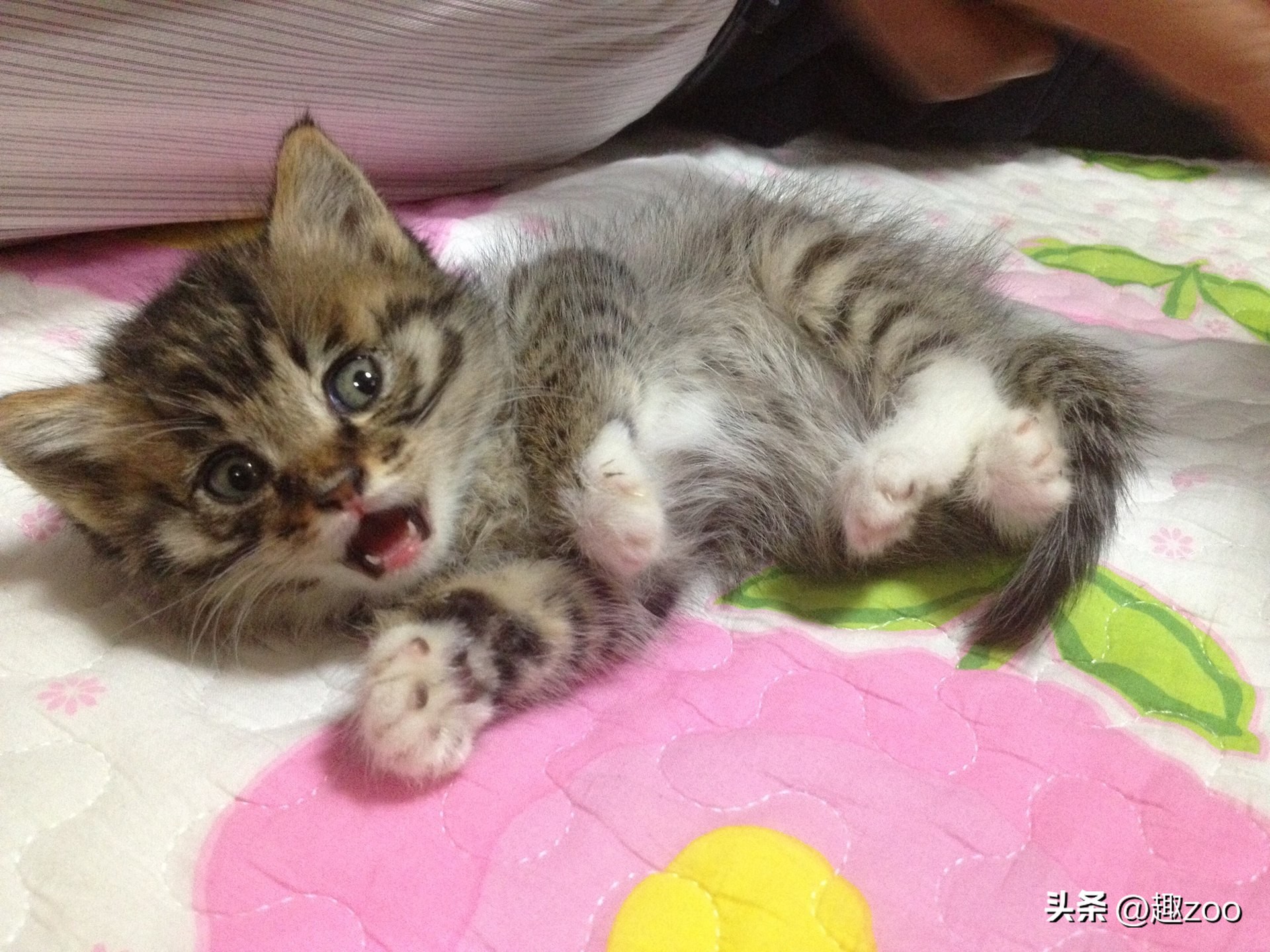 家庭宠物哪个好养活,养殖哪些宠物好养活