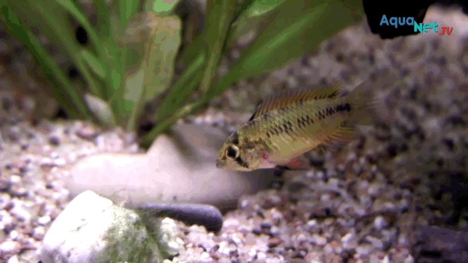 热带观赏鱼图片唯美大全,热带观赏鱼动图