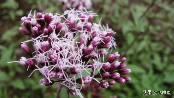 眼睛诗歌三年级,眼睛诗歌的作者