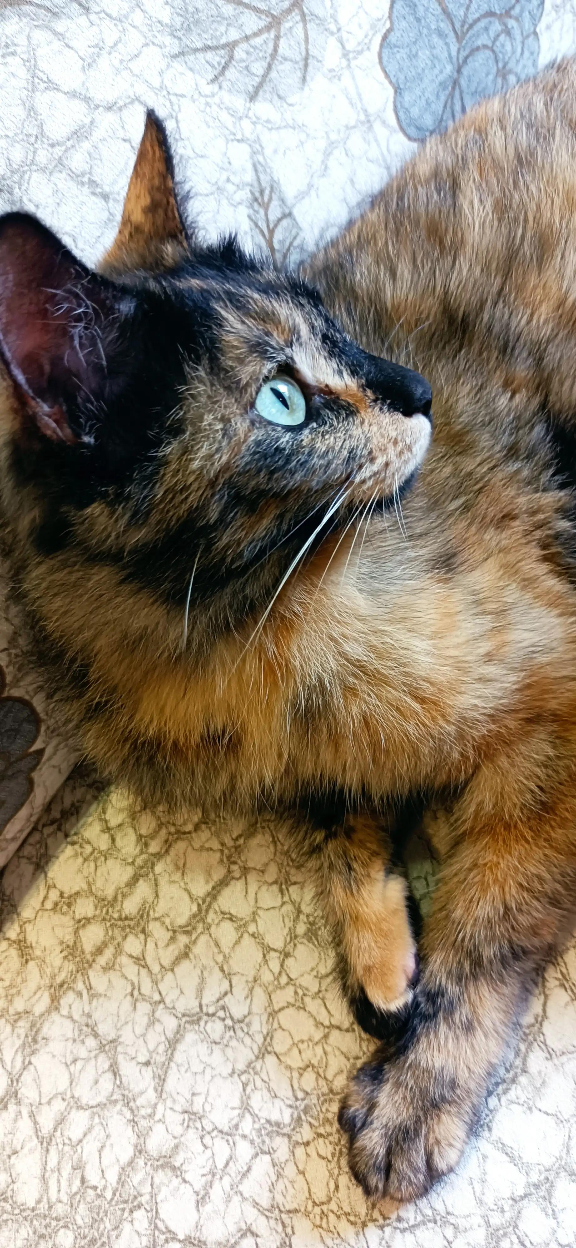 宠猫日志,宠猫日记小说