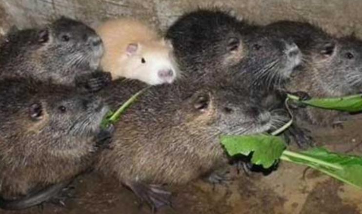 上海多地发现巨型老鼠重达17公斤,超市发现巨型老鼠跟小孩差不多大