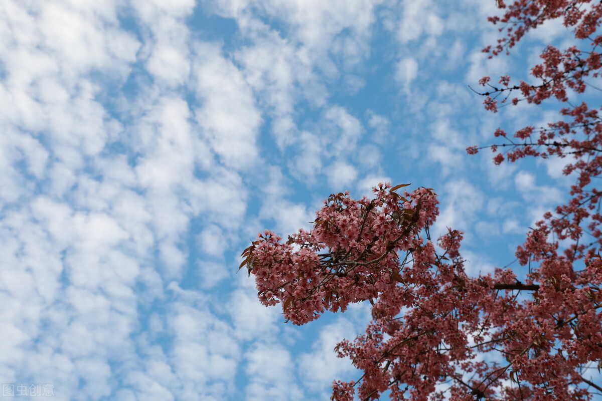 腾冲樱花谷，野生樱花遍布，落英缤纷、原始自然的花花世界