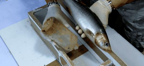 假食品模型视频,这些假食物都是人工合成的