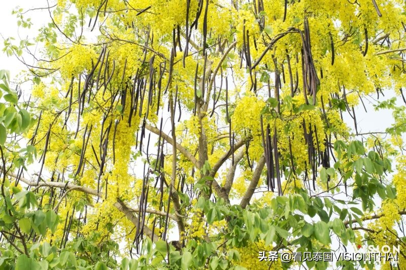 泼水节有没有人们不知道的事,泰国泼水节的正确做法