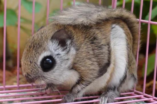 蜜袋鼯优缺点,蜜袋鼯母的发情有什么缺点