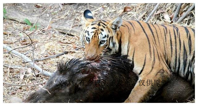 为何动物园不给老虎喂猪肉，吃猪肉有何危害？老虎尸体怎么处理？