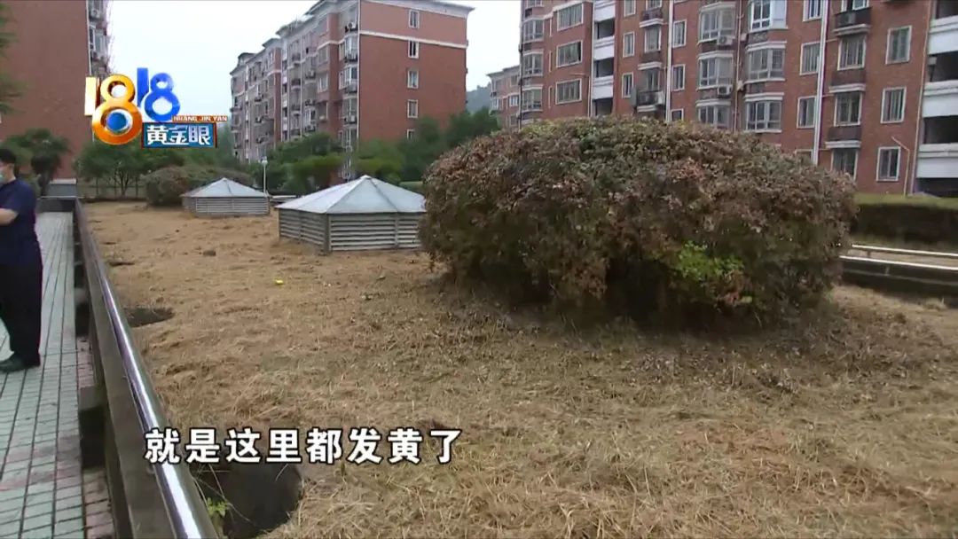 小区里的树被物业喷农药药死,小区里果子成熟了物业打农药