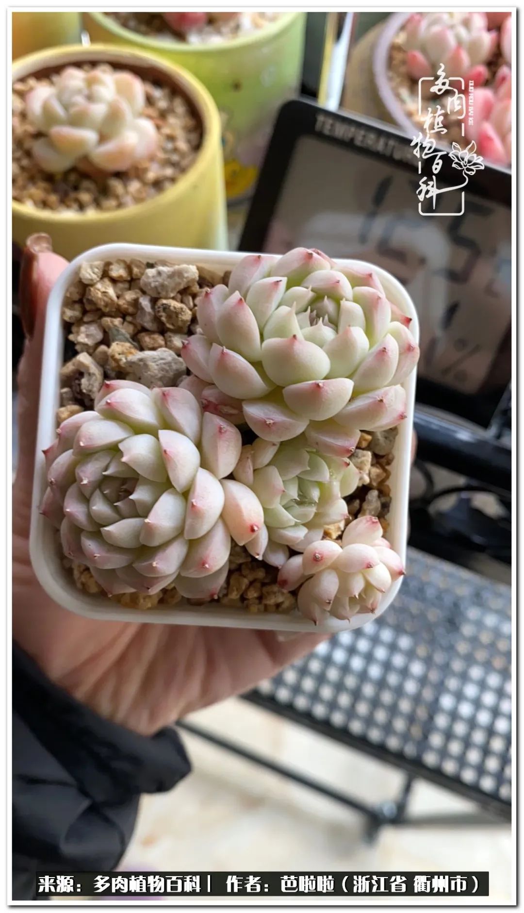 超级能治愈心情的多肉,治愈心灵的彩色植物