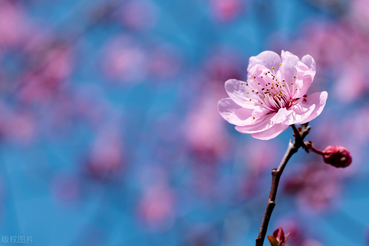 具有代表性的桃花古诗,古诗中描写桃花的诗句有哪些