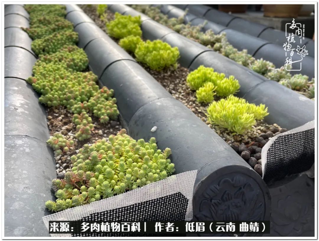 养了七年多肉,养了八年的肉肉终于开花了