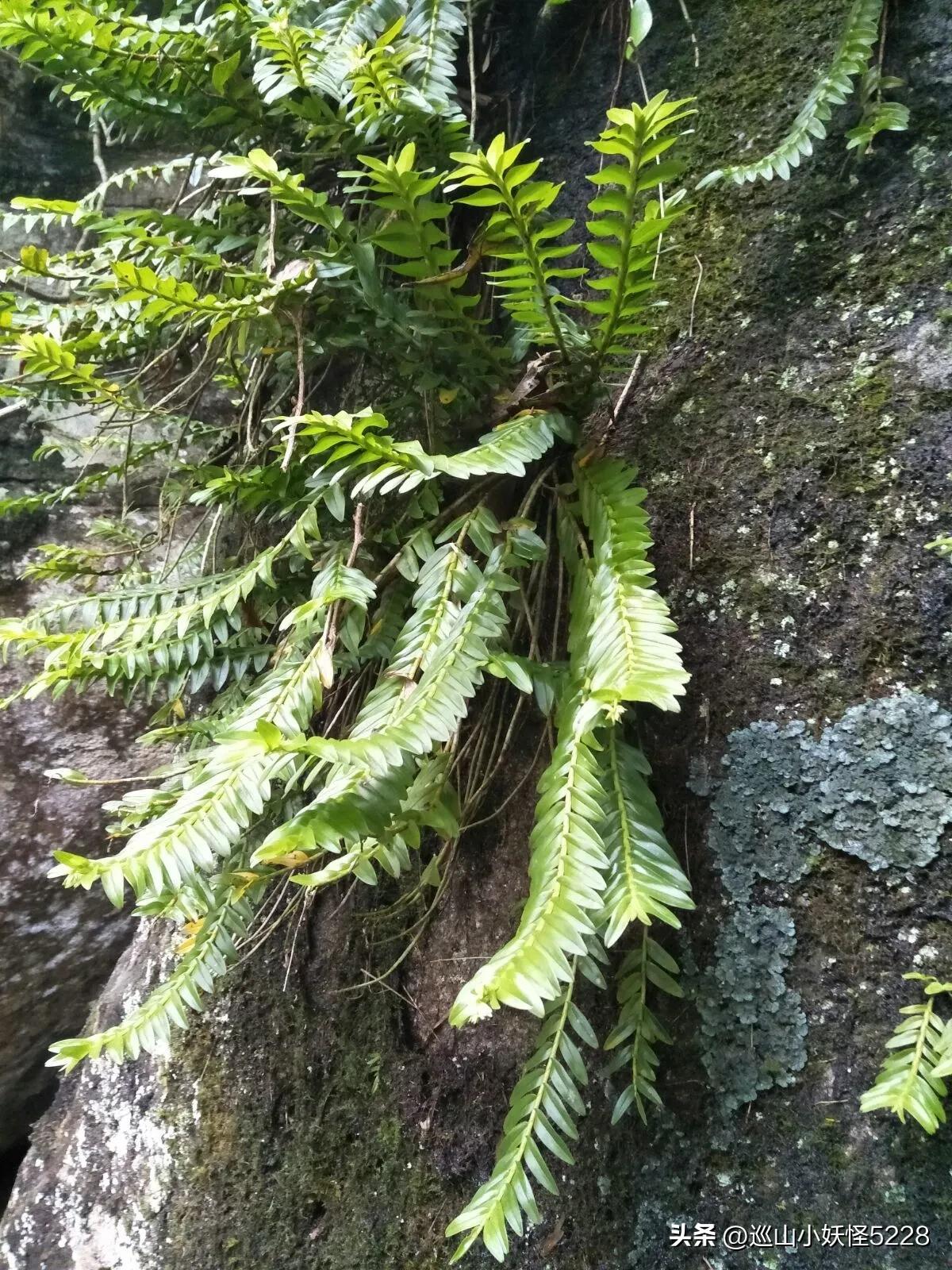 海口金牛岭的传说故事,三亚凤凰岭的传说和故事