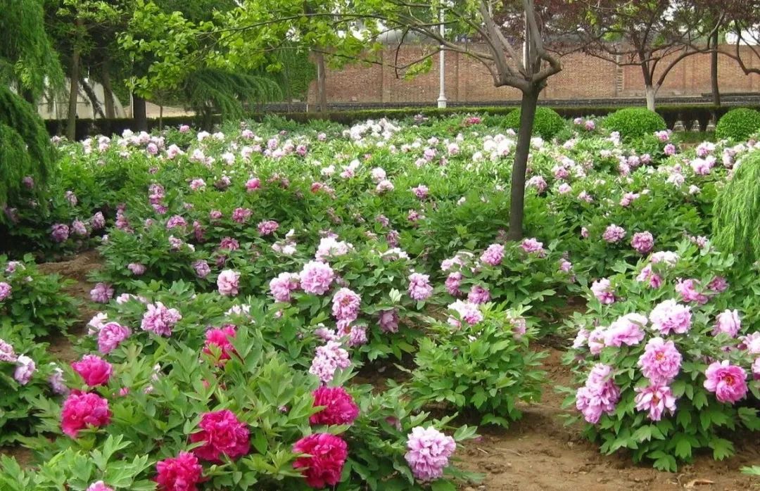 农村赶集时这4类东西，多半都是假货，快看你有没有买过！