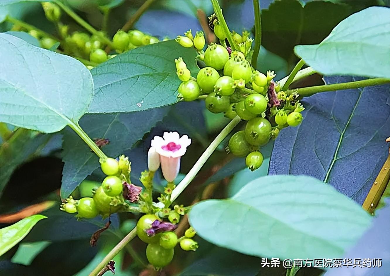 积食化痰止咳的中药,健脾开胃止咳化痰的中药