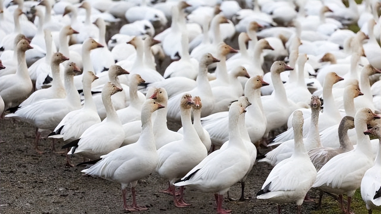 鸭子咳嗽症状图,鸭子咳嗽什么样子