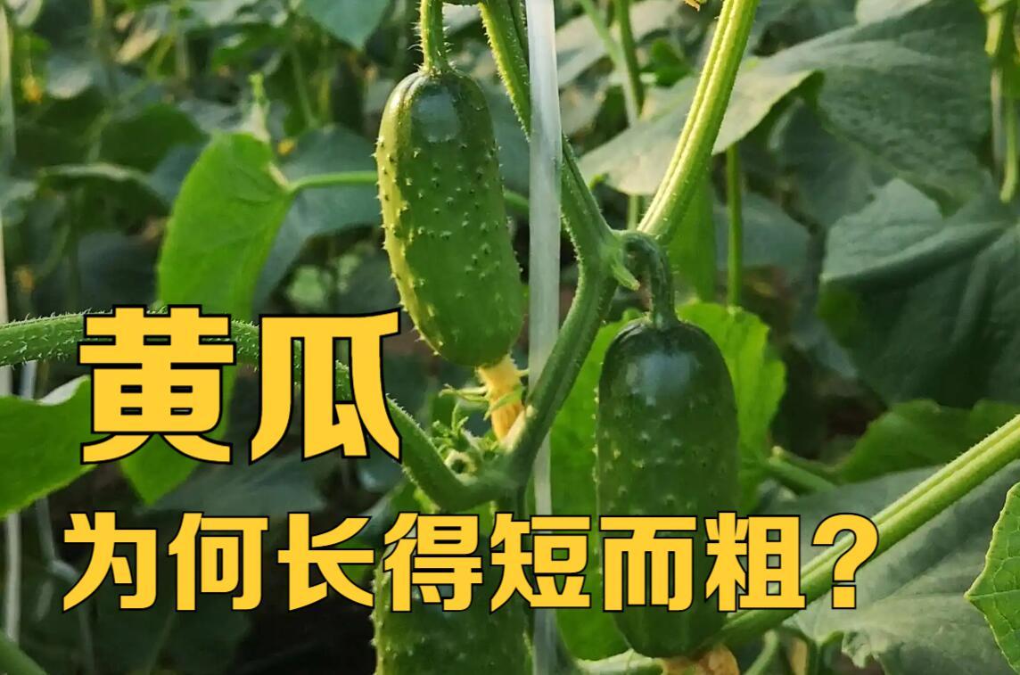 黄瓜为什么长得笔直还带花,黄瓜茎杆粗不长是什么原因