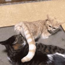 “猫咪发情，可以用棉签帮它爽爽吗？”