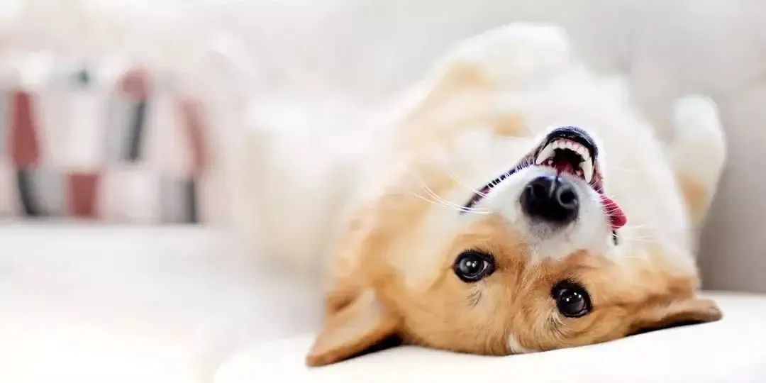 狗狗跑两步就气喘吁吁直接趴下了,狗狗气喘吁吁是什么原因