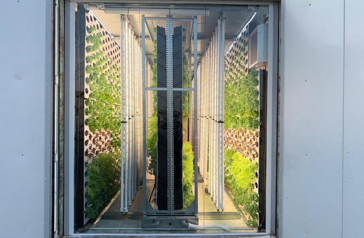 德国蔬菜卖超市,日本垂直农场种菜