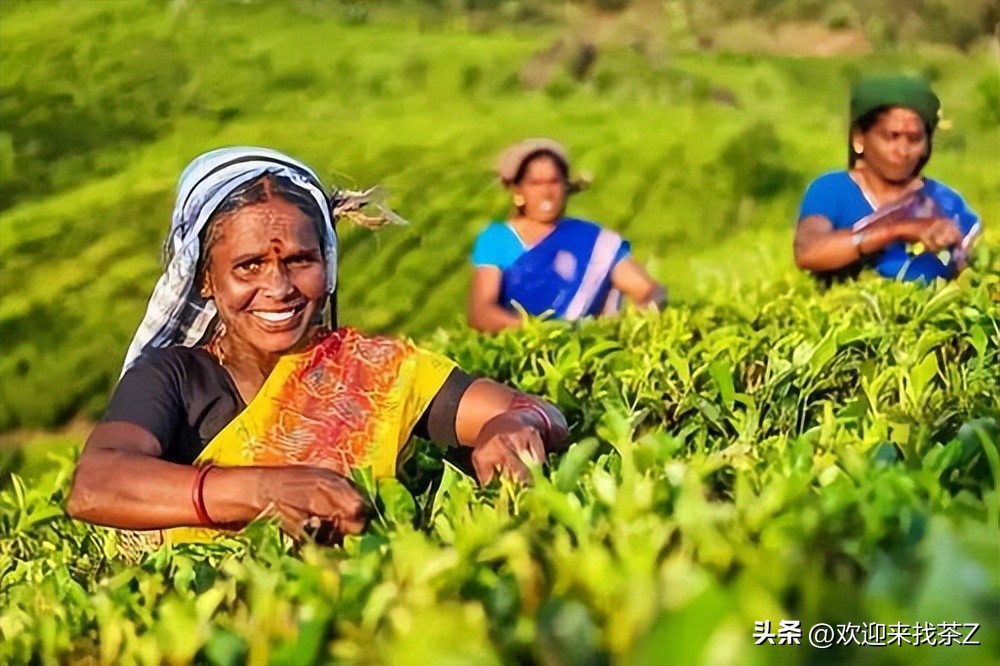 世界三大高香名红茶是指哪几种,世界三大高香红茶是哪些茶