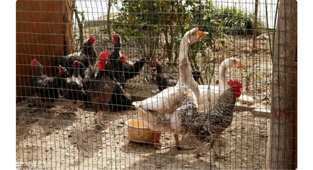 贩卖活鸡活鸭要什么手续,活鸡检疫证明在哪里开