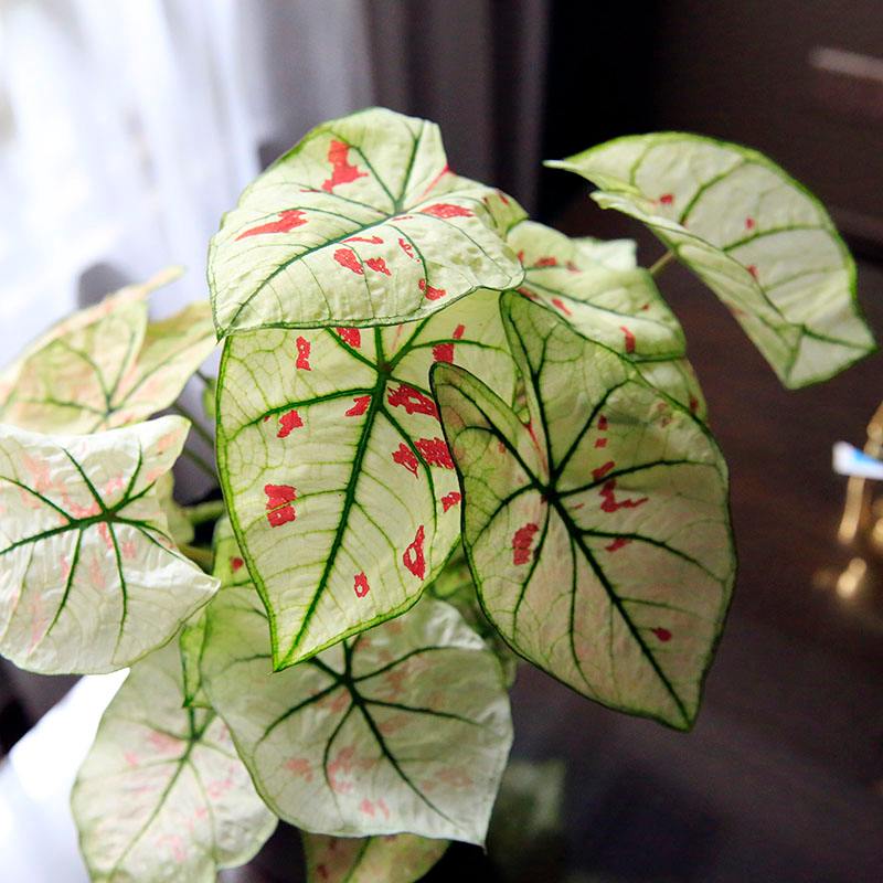 6种漂亮的富贵花好养好看还招财,可以养在家里的富贵花品种