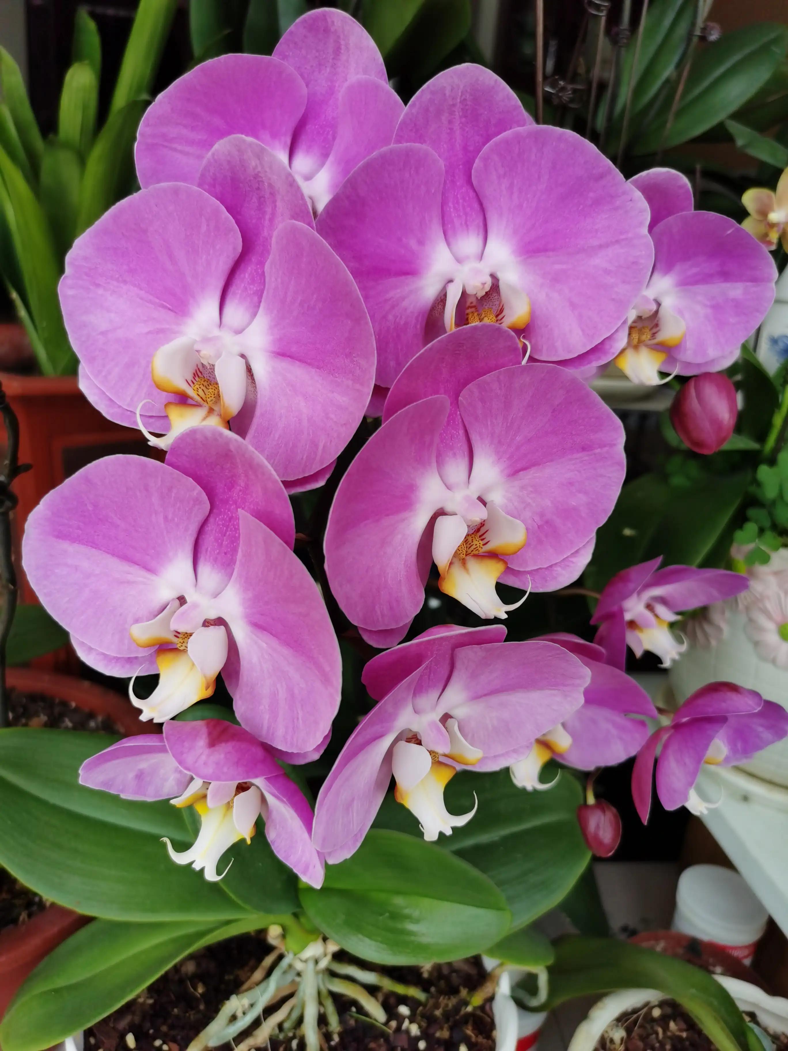 粉黛佳人水仙,紫水仙图片大全