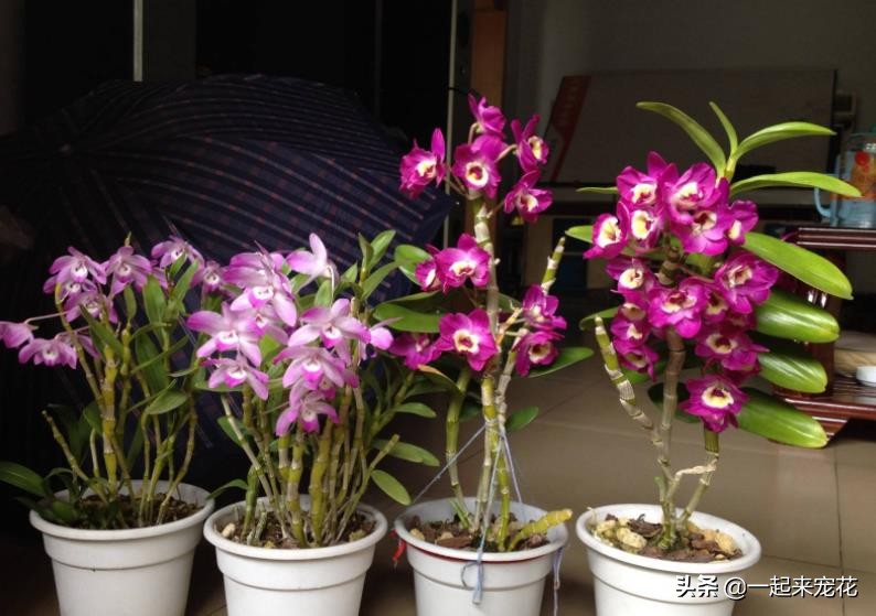 澳洲香水石斛的催花方法,石斛花如何催花