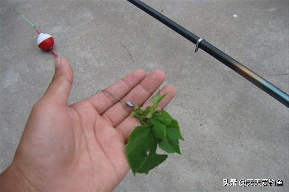 盛夏钓草鱼的正确方法,夏季钓草鱼钓浮
