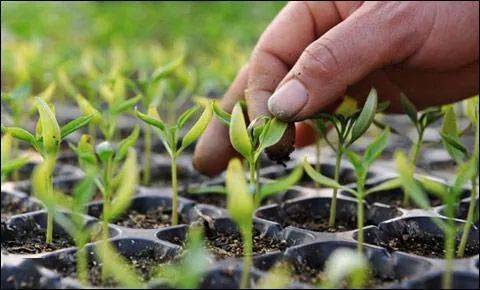 欧洲家庭农场种植技术,小型先进农业工具