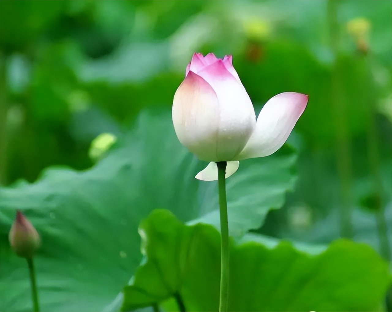 中国十大名花排行榜及图片,中国十大名花明细