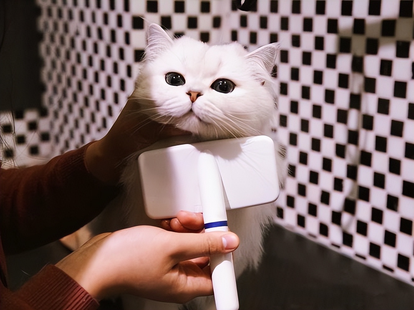 猫咪日常护理常识,猫咪护理需要哪些