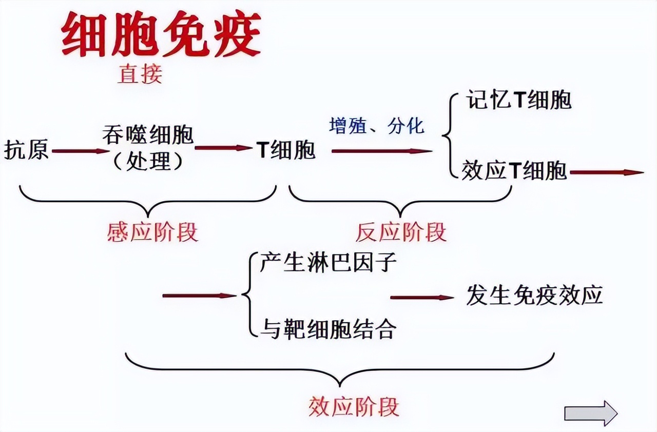 生物高中知识点免疫调节,高中生物免疫调节精讲视频