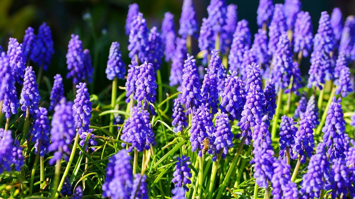 清明期间开的野花有哪些,清明节野花