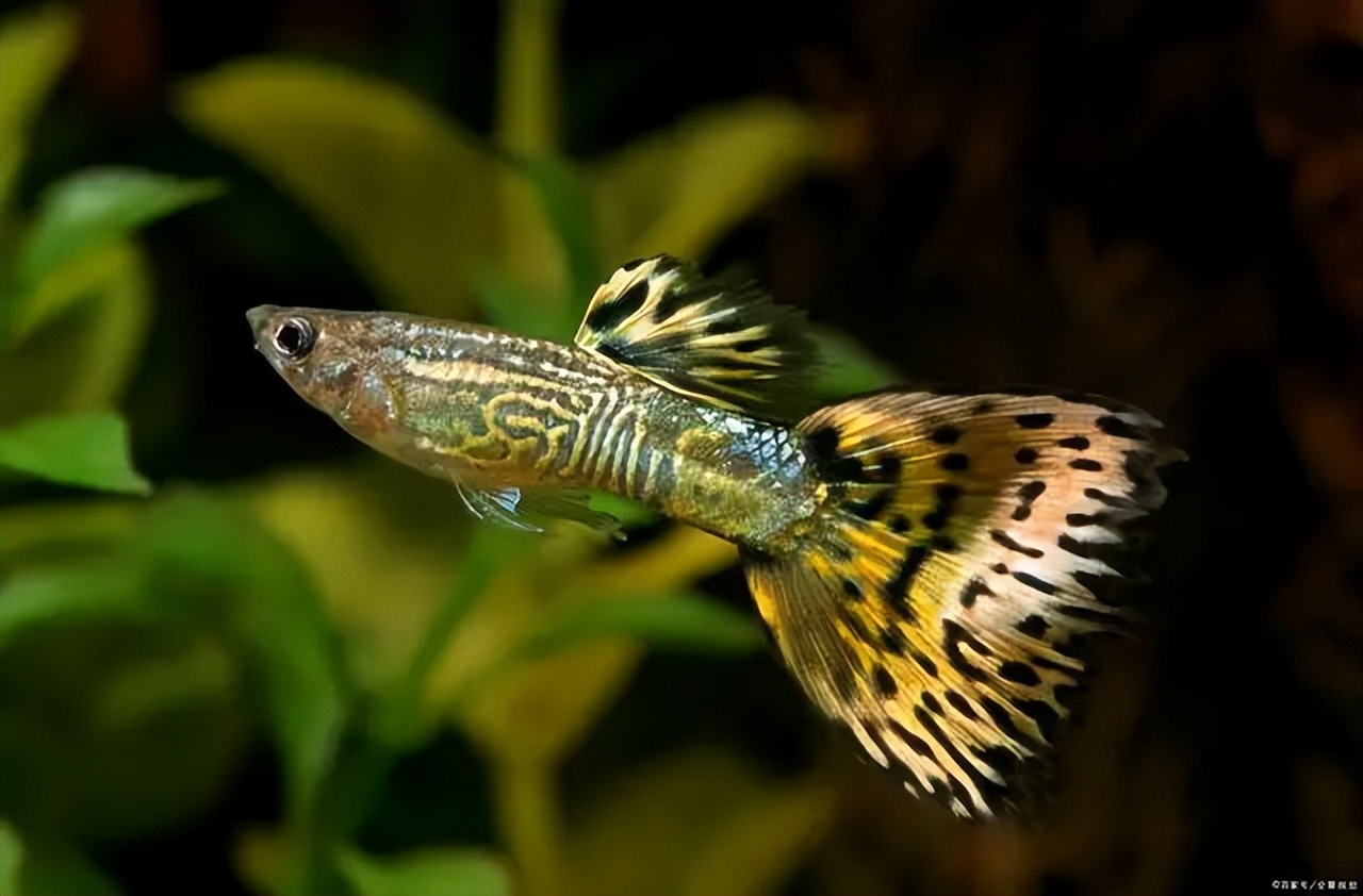 古法养鱼孔雀鱼繁殖,孔雀鱼怎么饲养才好养活