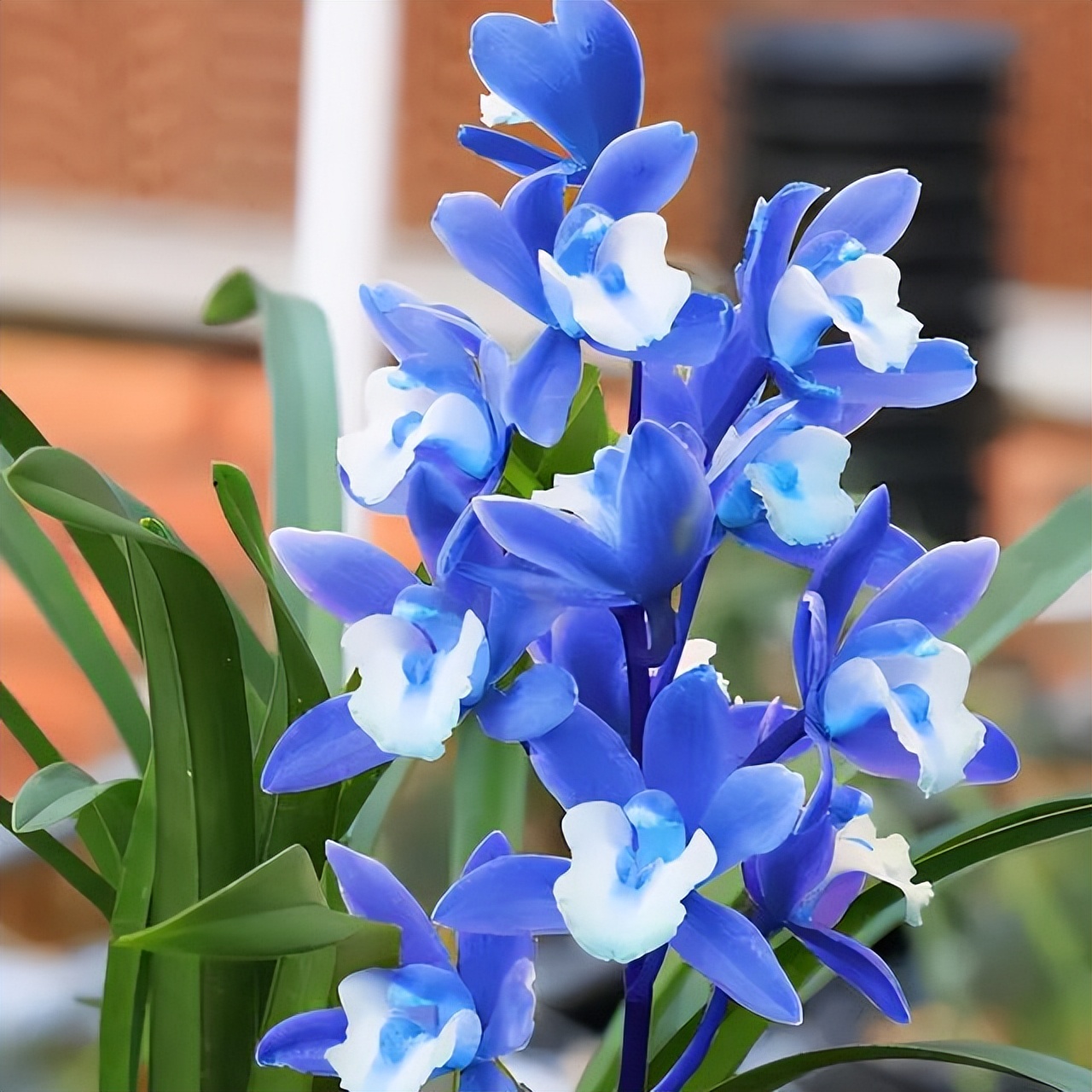 不起眼却很美丽的小花图片,不起眼但沁人心脾的花