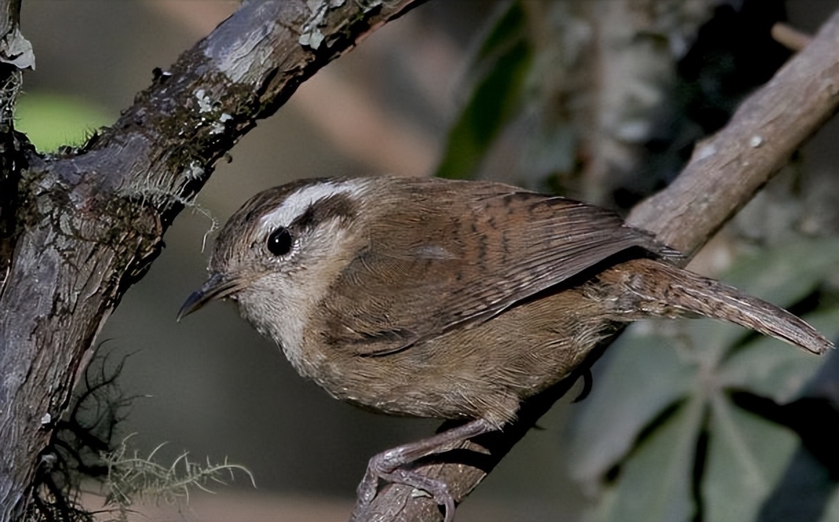 鸟儿大全高清图,高清珍稀鸟动态图片大全