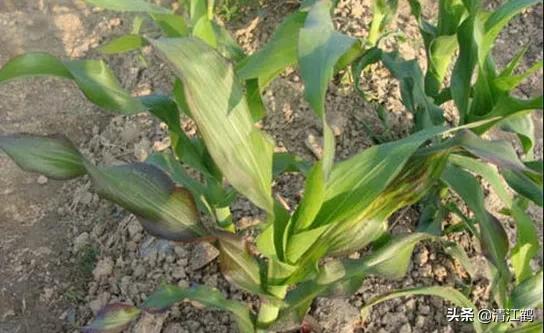 玉米苗红发紫最快解决方法是什么,返青时小麦黄什么原因