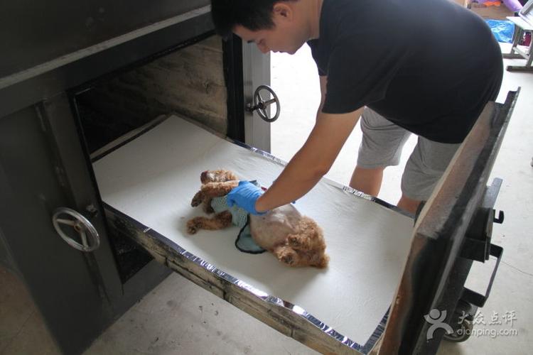 家里的宠物死了还能养吗,宠物在家里死了有忌讳吗