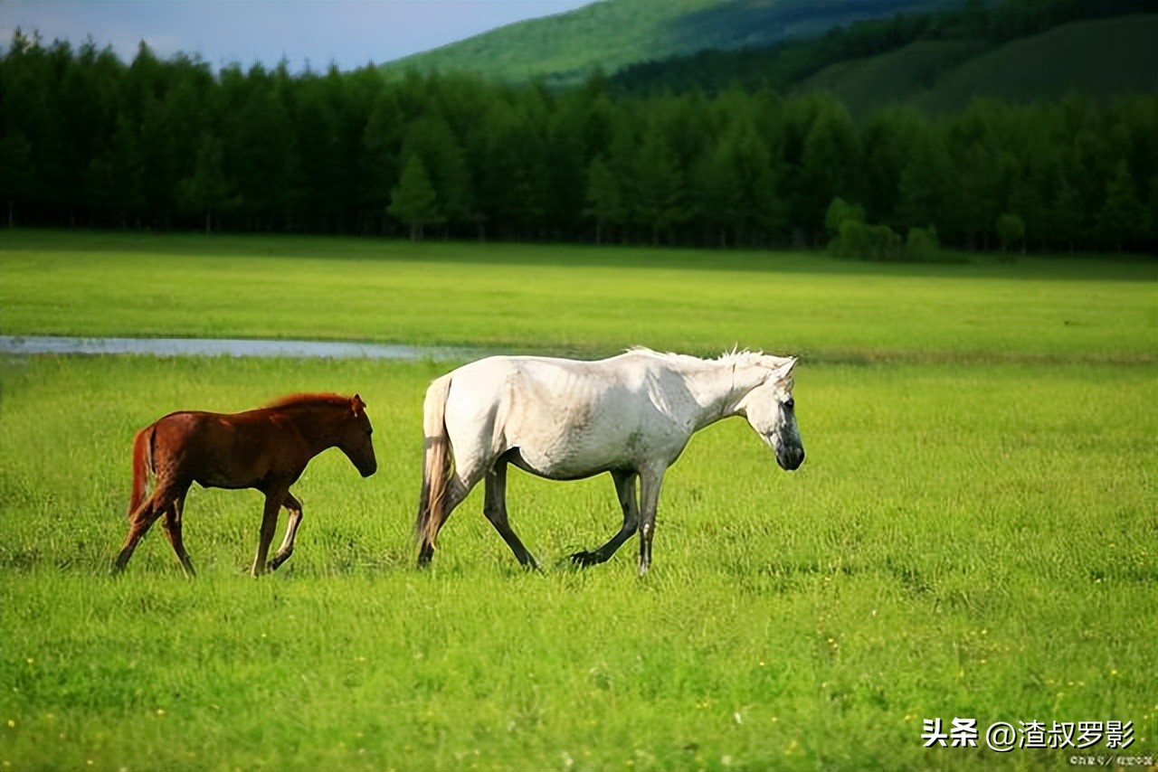 呼和浩特什么时候成为内蒙古首府,内蒙古呼和浩特市40年的变迁