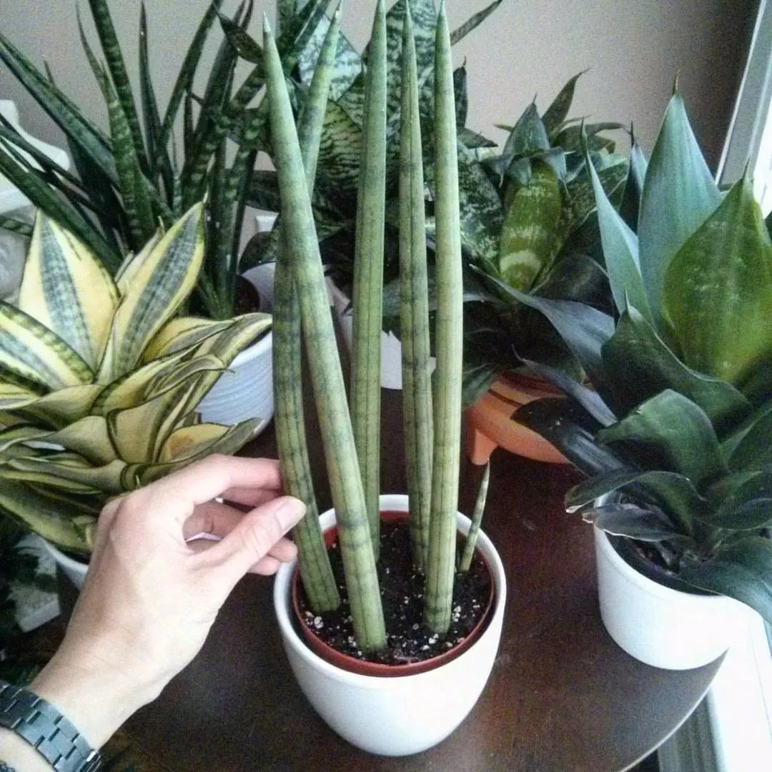 6种高大美观的大型室内盆栽绿植,适合室内的盆栽绿植推荐