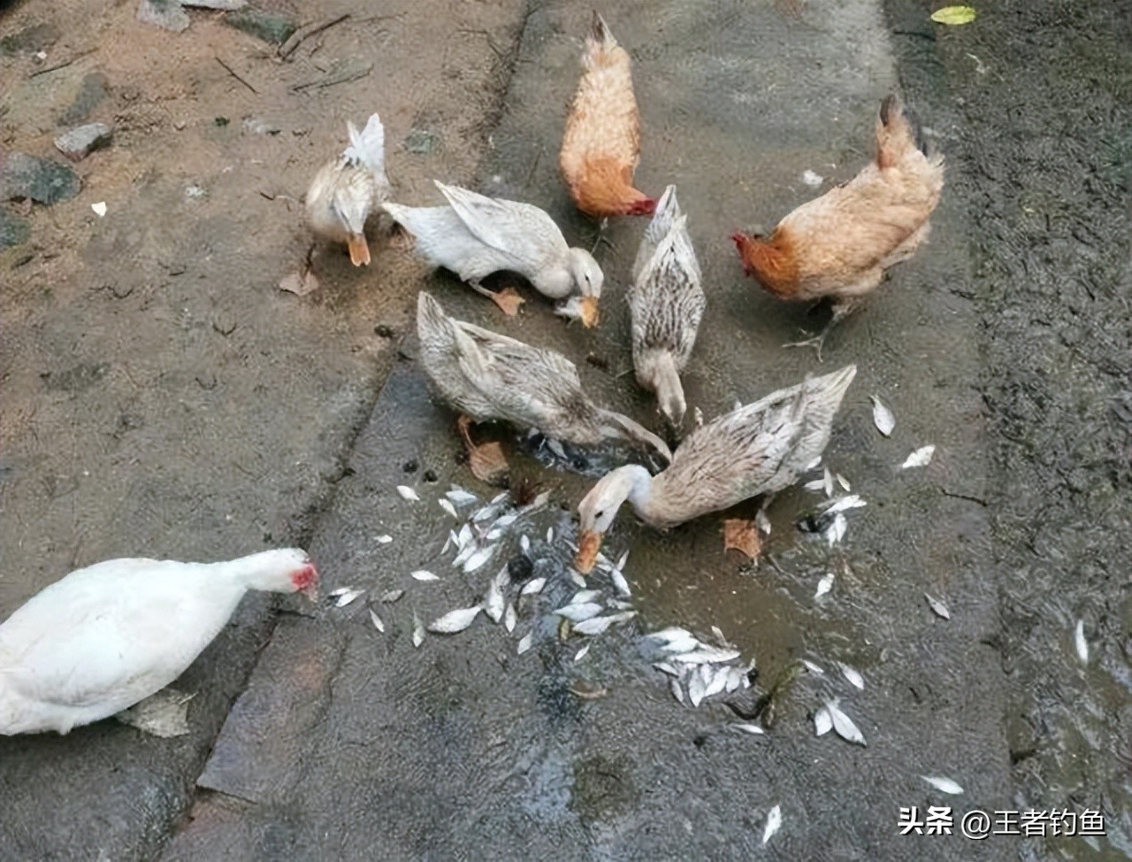 鳑鲏几月最好钓,鳑鲏什么季节好钓